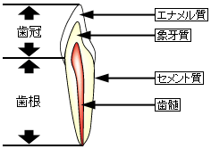 歯の構造